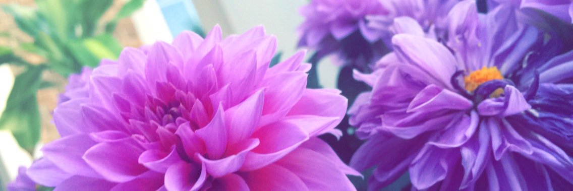 bella_fain's profile banner image