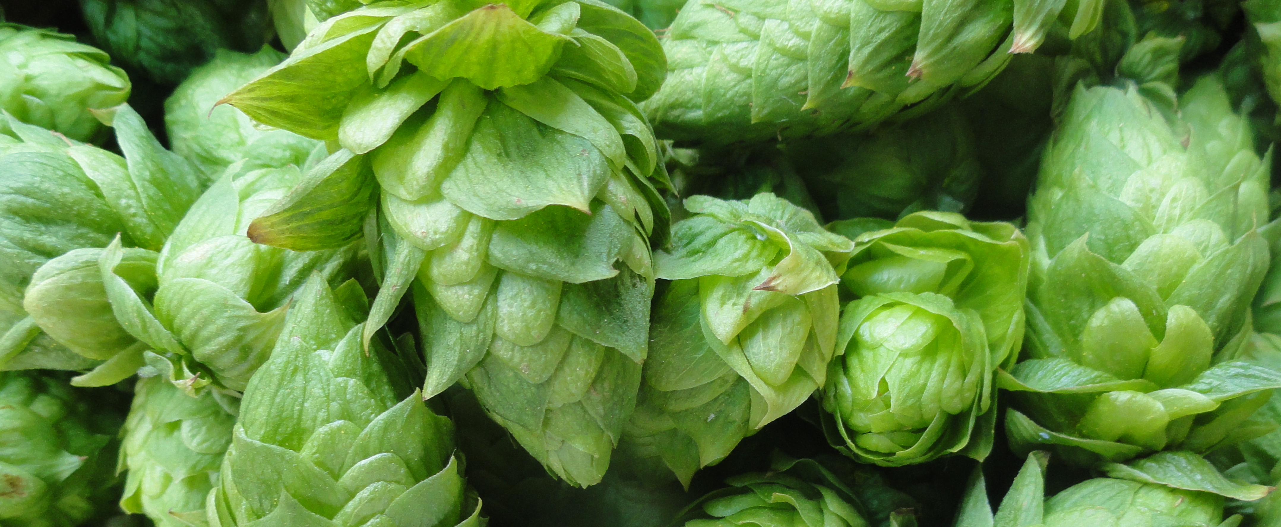 craftbeerbusguy's profile banner image