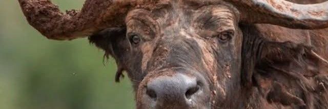 sir_denver's profile banner image