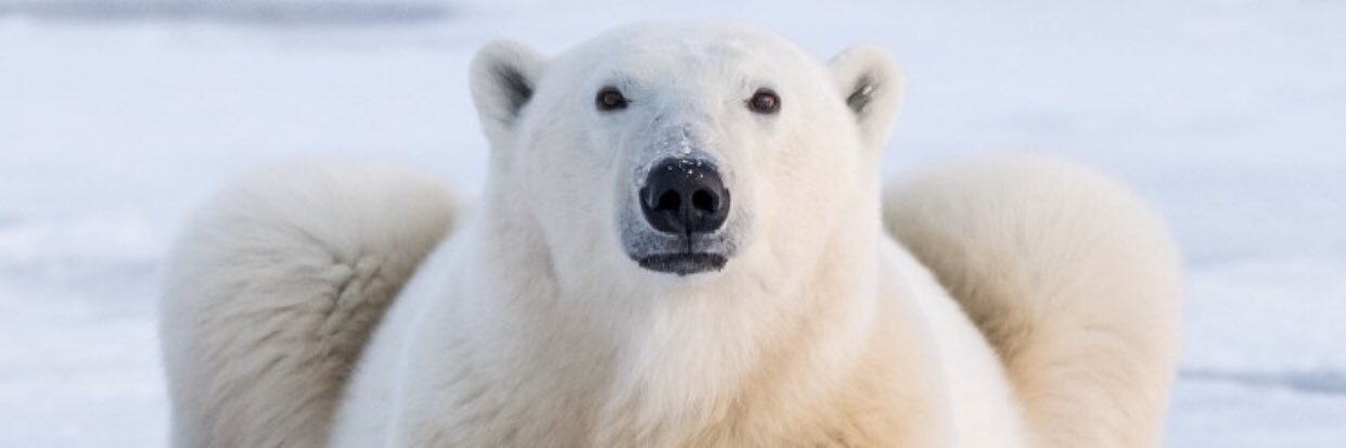 polarbear172's profile banner image