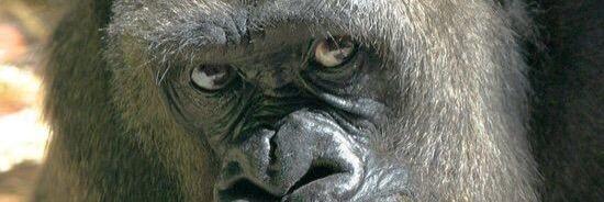 Luke Williams banner