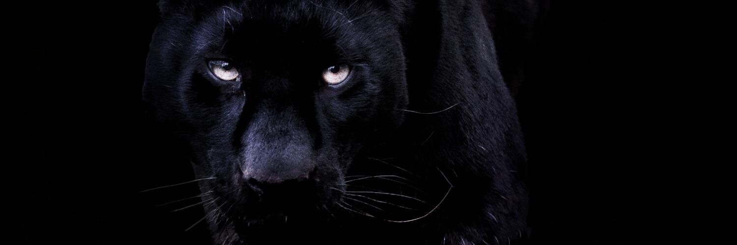 Neopanther's profile banner image