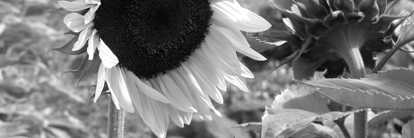 _ave49's profile banner image