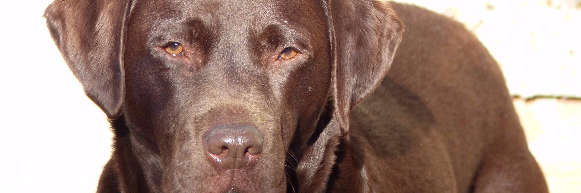 carolinejrobb1's profile banner image