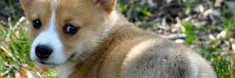 GnnBaby's profile banner image