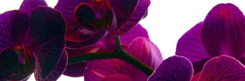 ElenaGreyHouse's profile banner image