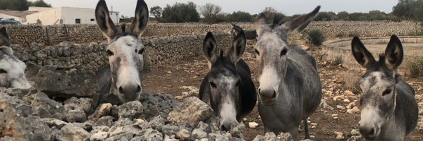 josep_morell Profile Banner