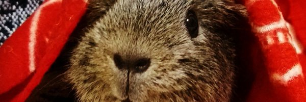 misimonet Profile Banner