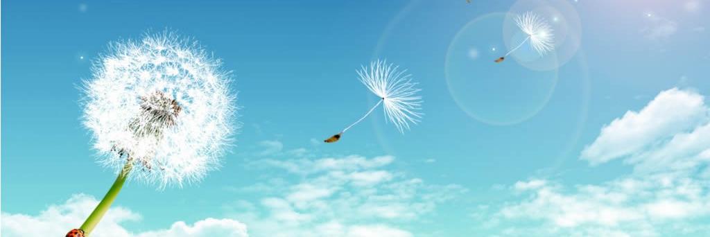 EmocionBasica's profile banner image