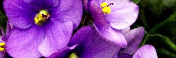 Daya_vm's profile banner image