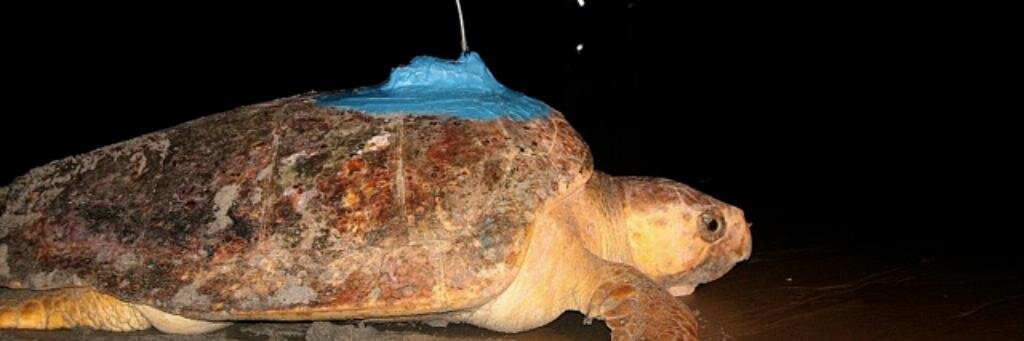 seaturtle's profile banner image