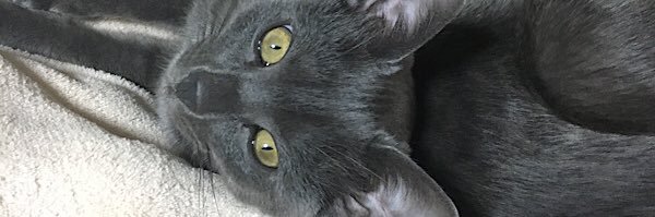 ko_call's profile banner image