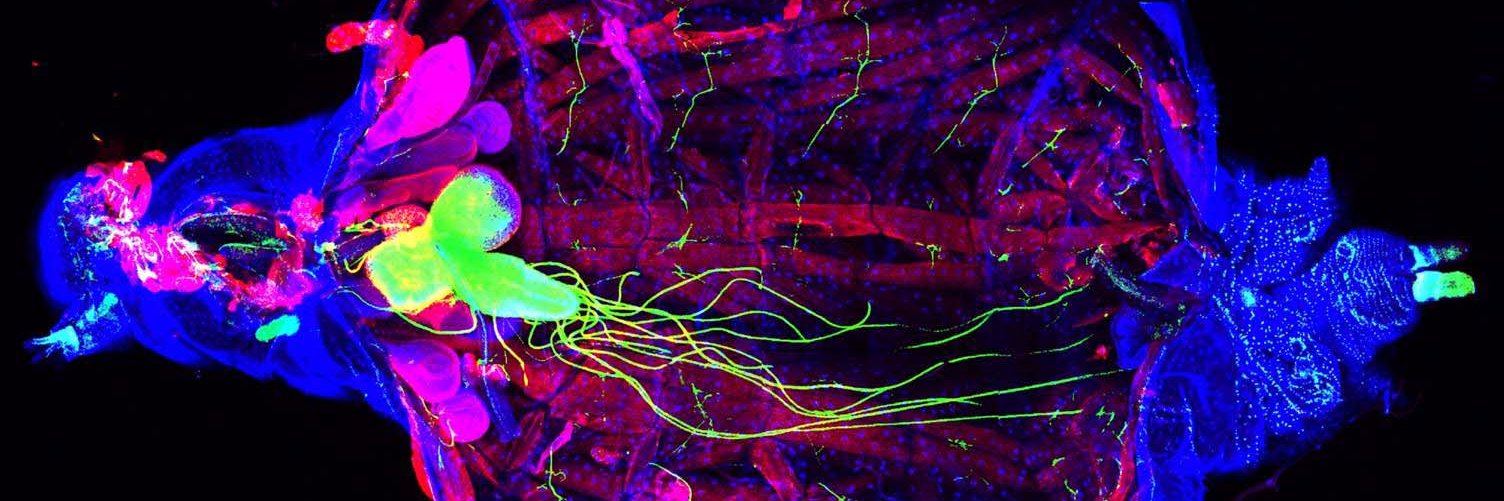 Joseph Bateman banner