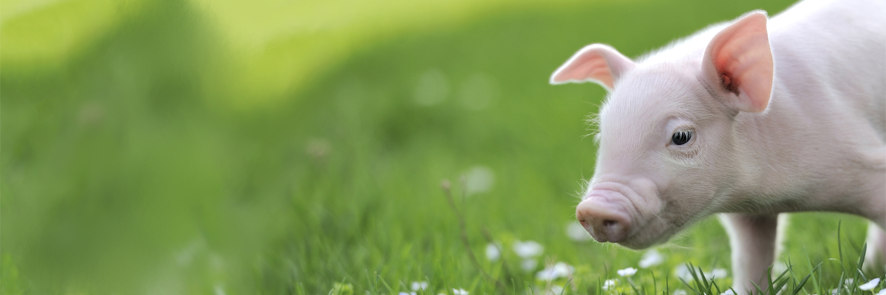 StopCrueltyMA's profile banner image