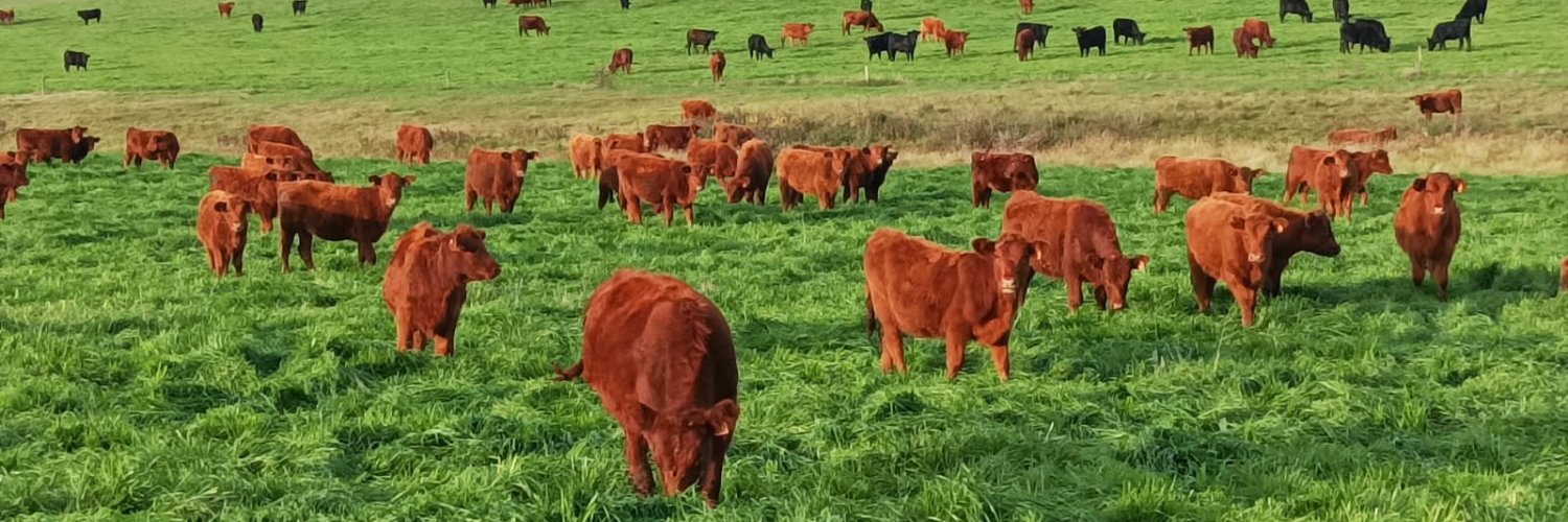 Diego Giorello banner