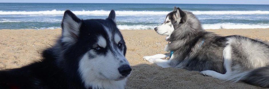 TheLastYank's profile banner image