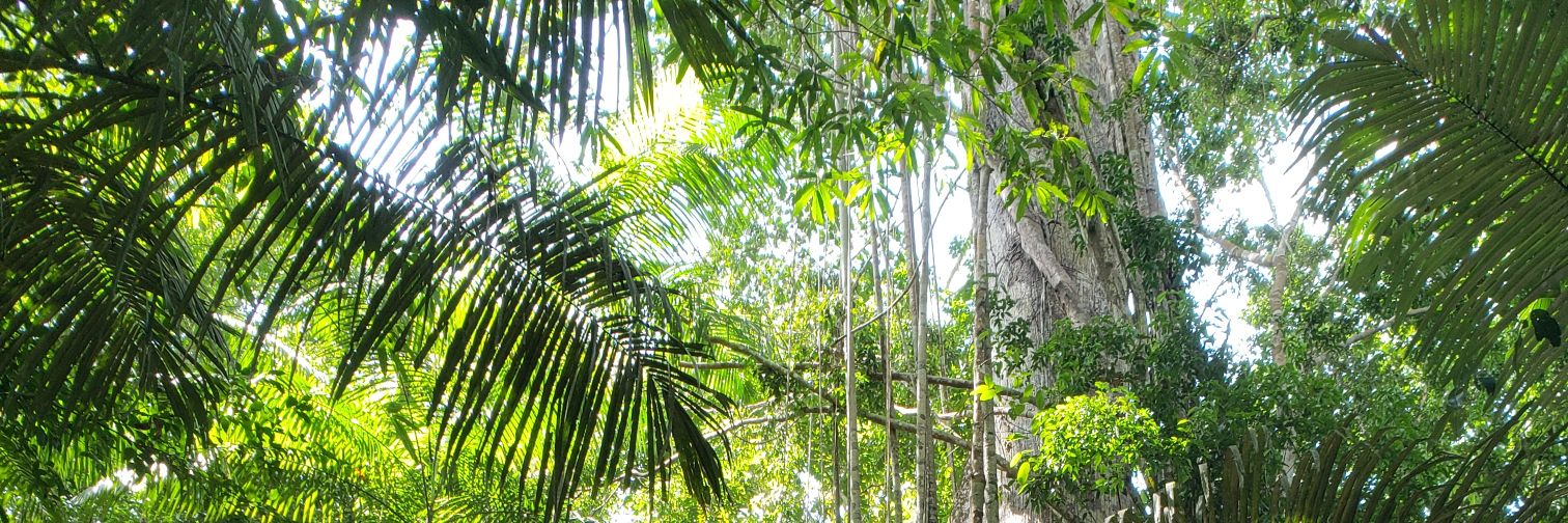 Gustavo Paterno banner