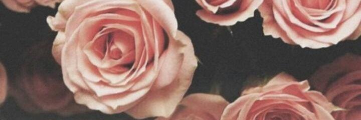 ViolaBoyd9's profile banner image