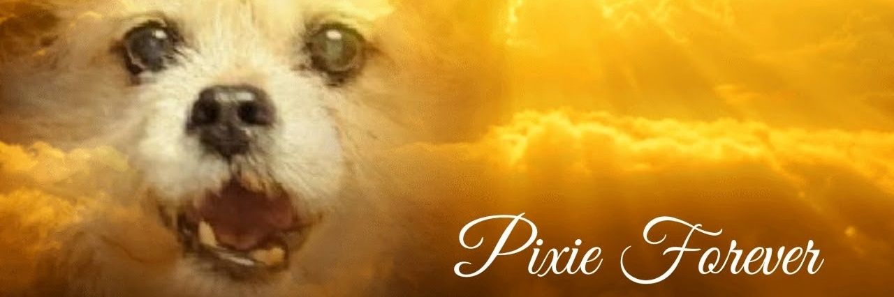 Pixie Tooth 🌈💔 banner