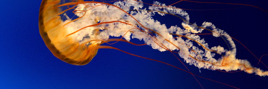lui_verpas's profile banner image