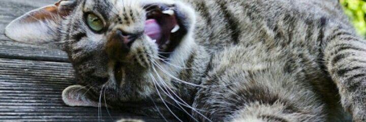 marcos_ribs's profile banner image