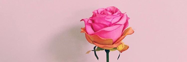 SarahBorges3's profile banner image