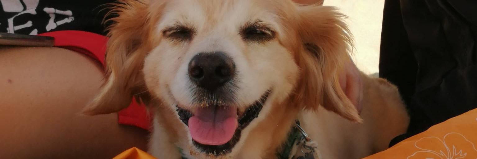 CactusZen9's profile banner image