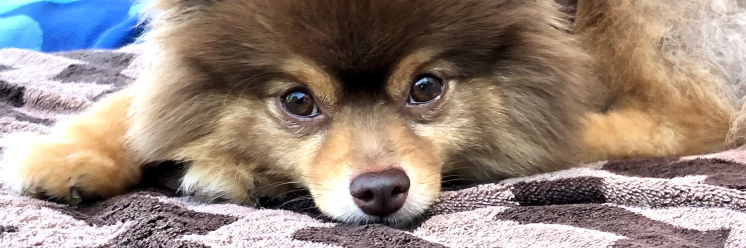 Jamison Stern banner