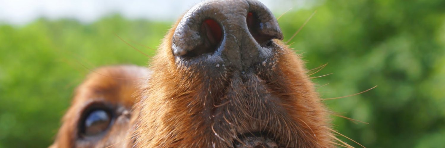 sajmonowicz's profile banner image