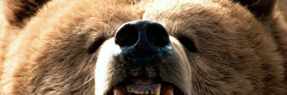 BrandUsedBear's profile banner image
