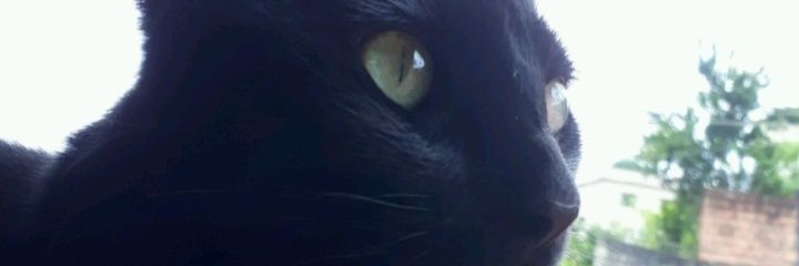 lauraolivepe's profile banner image