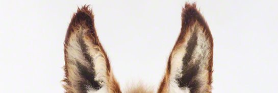 DodgerDonk🫏🫏🫏 banner