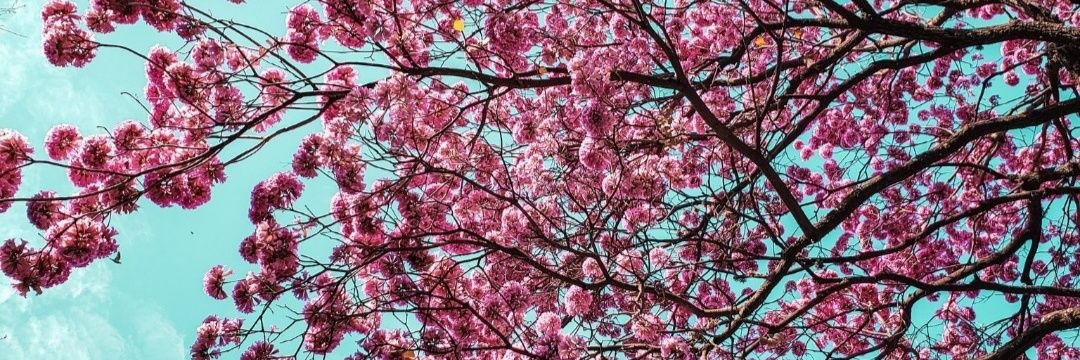 Ro_Bisotto's profile banner image