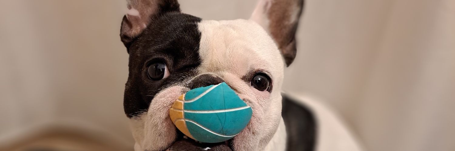 ampirodriguez_'s profile banner image