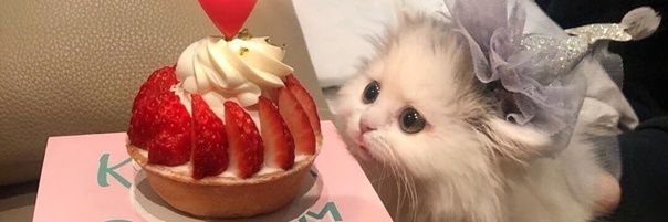 crazy_unicorn98's profile banner image