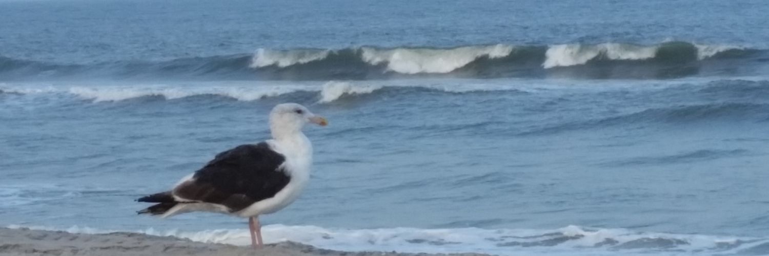 shellsdcl's profile banner image