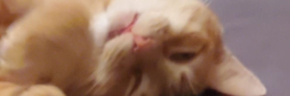 lofisprout's profile banner image