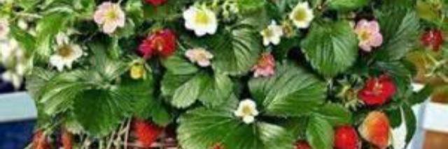 Fale977's profile banner image