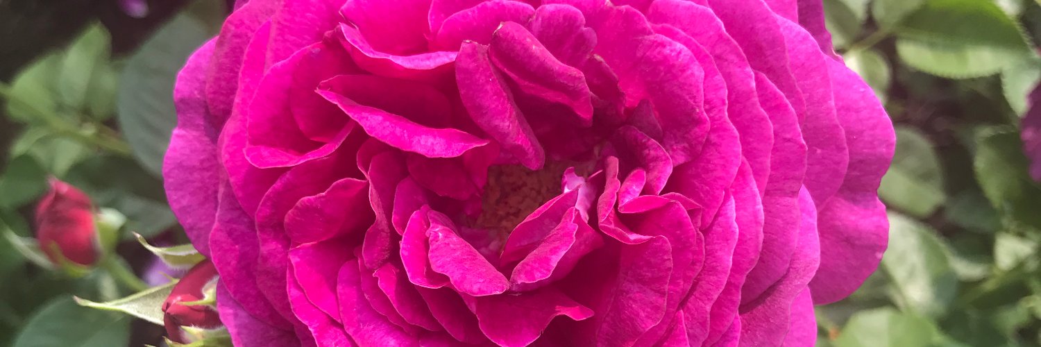 hlpearth's profile banner image
