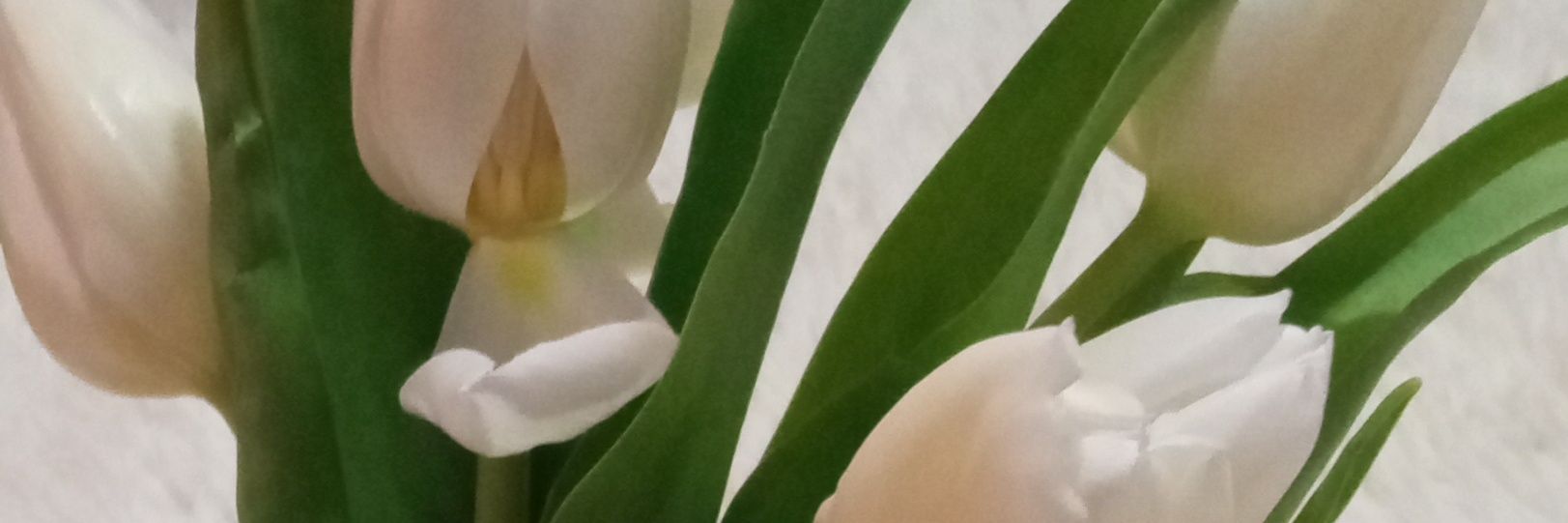 Majit1232's profile banner image