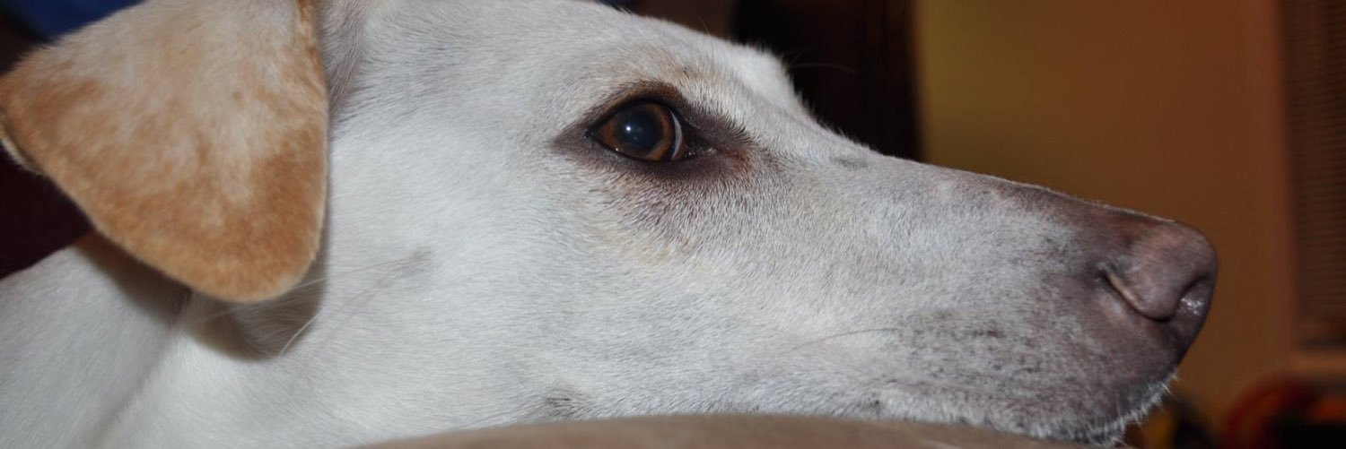 itskaradise's profile banner image