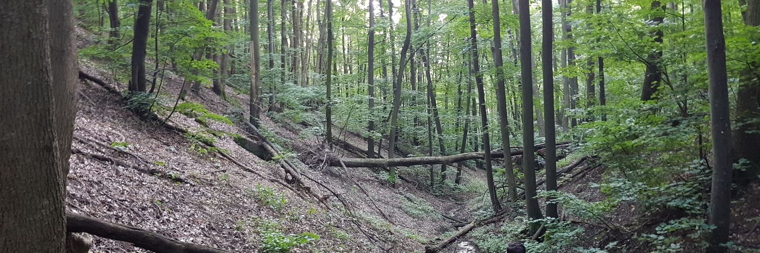Vuletinja's profile banner image
