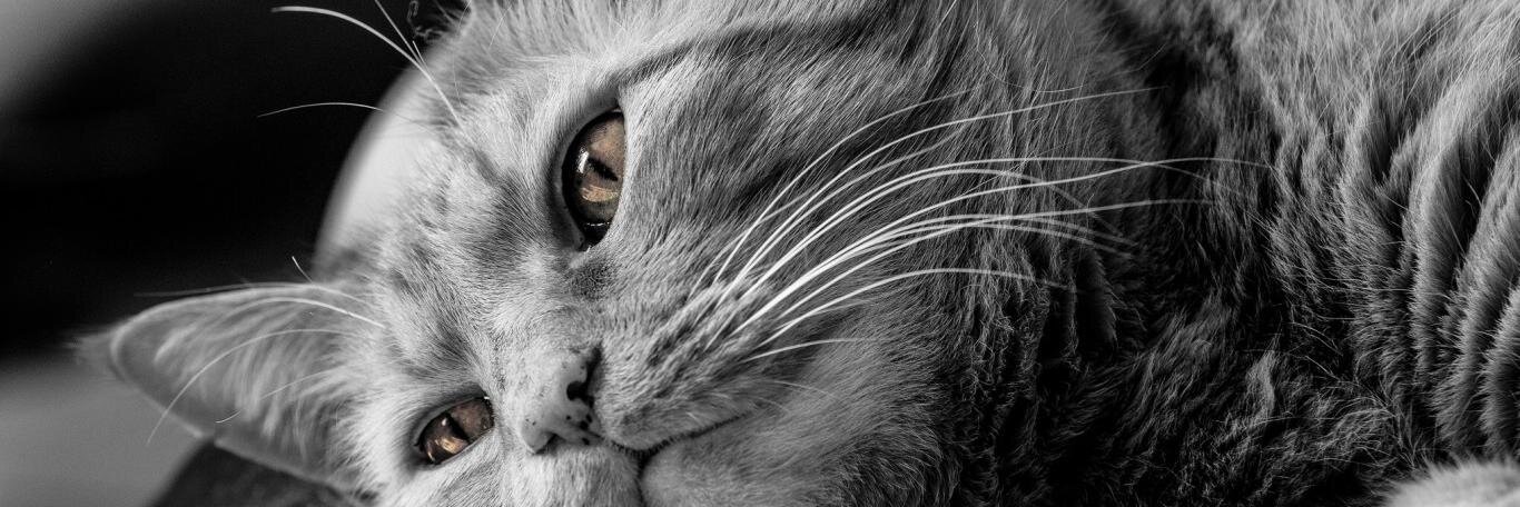 alyska2701's profile banner image