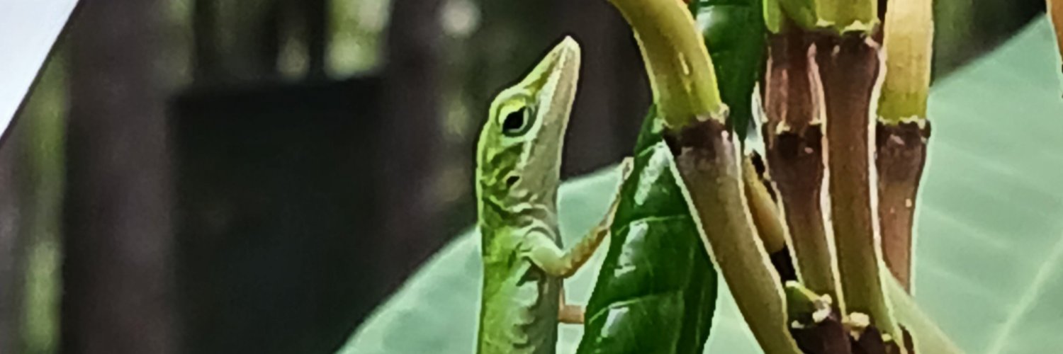 realasdirt's profile banner image