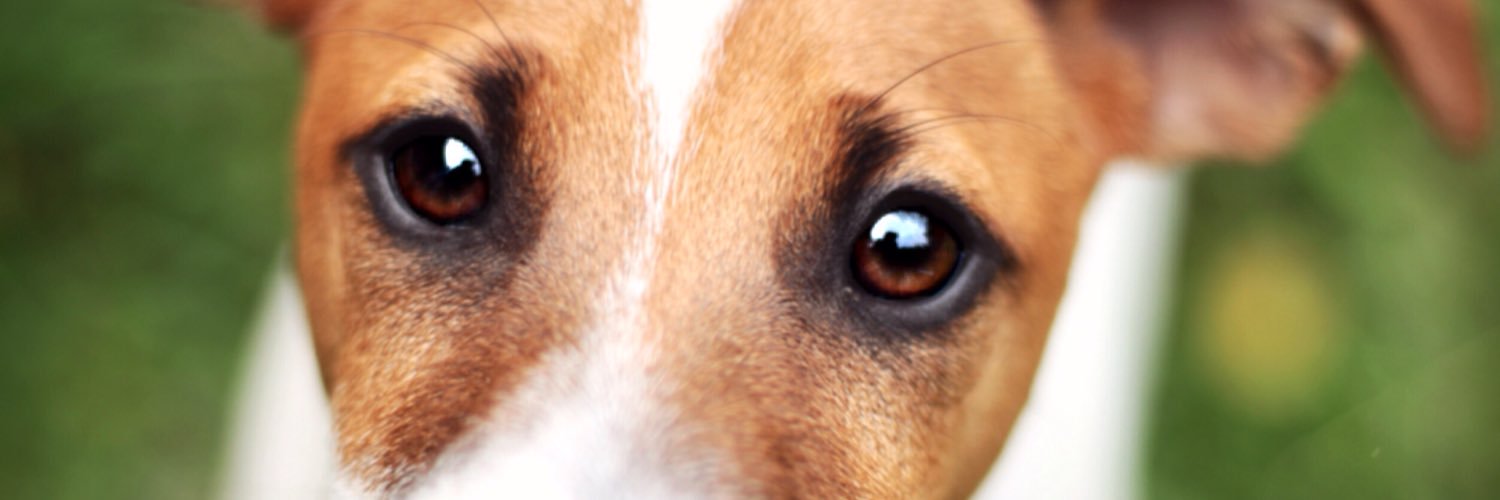 bruna_cividini's profile banner image