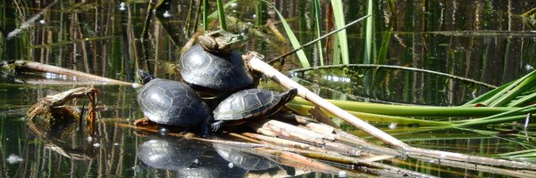 Thamno Profile Banner