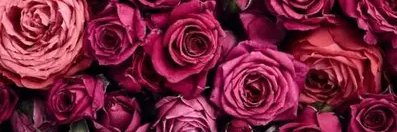 tammiefields's profile banner image