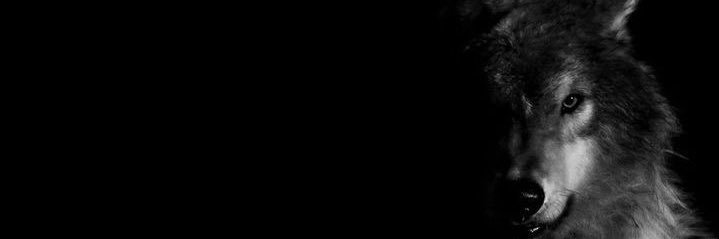 borgeesmicael's profile banner image