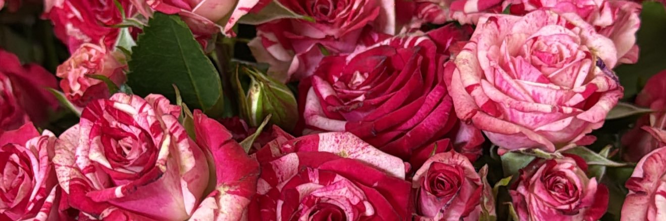 _niina7's profile banner image