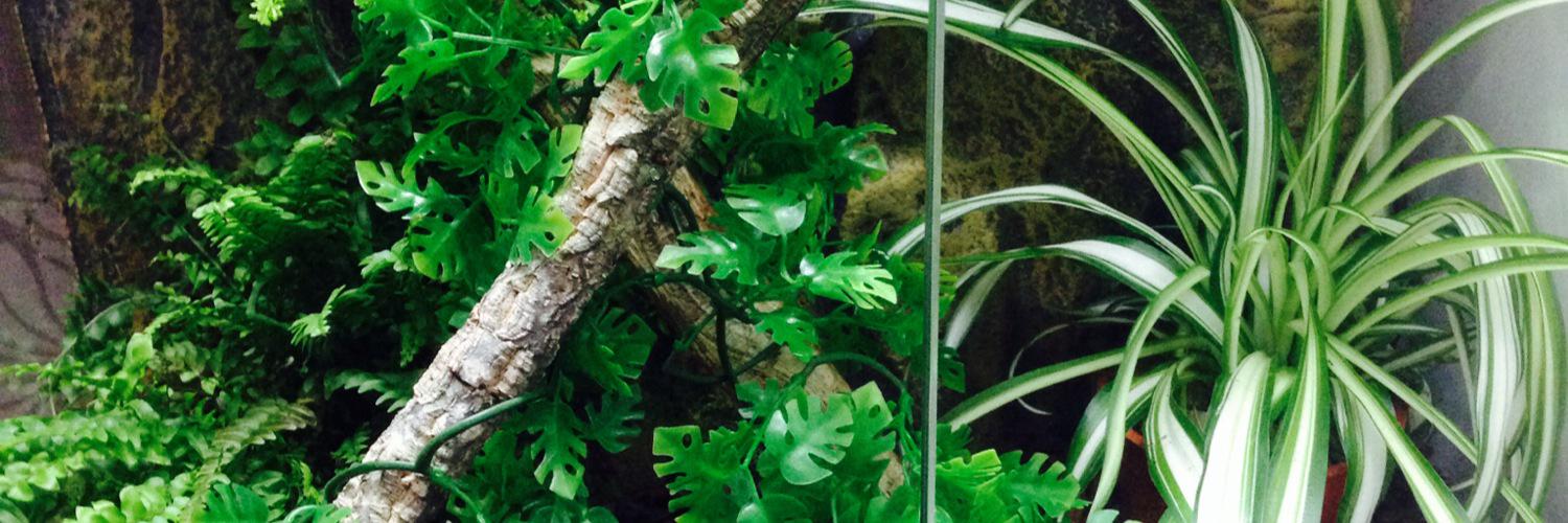 JeffChameleon1's profile banner image